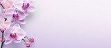 Fototapeta Storczyk - Singular purple flower isolated pastel background Copy space