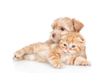 Poster - Cute Goldust Yorkshire terrier puppy hugs tiny ginger kitten. Pets look away on empty space. isolated on white background