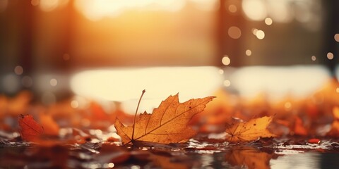 autumn fall leaves background cinematic