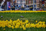 Fototapeta Do pokoju - Wiosna w mieście-spring in the city
