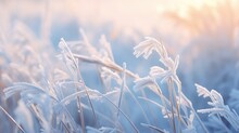 Beautiful Background Image Of Frost On Nature Grass Close Up. Frozen Winter Landscape With Snow Covered Branches And Ice Blue Background