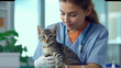 veterinarian examine cat during appointment in veterinary clinic.