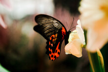 Close Up Of Butterfly With Black And Red Wings Near The Flower, Macro Shot