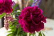Bright burgundy peonies on a light background.