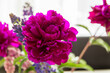 Beautiful flowers in a bouquet. A combination of crimson and purple shades. A palette of riotous colors.
