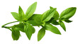 Fresh green leaves branch of Thai lemon basil or hoary basil tropical herb plant isolated on a transparent background