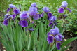 Flowers of blue and purple bearded irises with rain drops in May