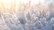 Beautiful winter background with a plants covered with hoarfrost