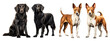 Flat coated retriever and basenji dog, sitting and standing. isolated on transparent background