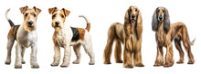 Wire Fox Terrier And Afghan Hound Dog, Sitting And Standing. Isolated On Transparent Background