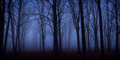 Wall Mural - trees in the fog