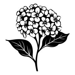 Hydrangea flower, black and white flower hydrangea isolated, handdrawn floral elements for design.