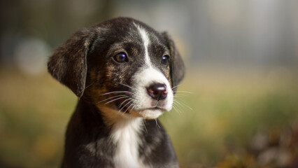 Wall Mural - cute small black and white puppy portrait outdoor in autumn nature