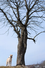 Dog Portrait Near Big Tree Behind Blue Sky