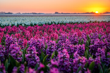 Wall Mural - field of red and purple hyacinths in the netherlands