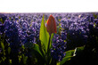 red tulip growing in field of blue hyacinths
