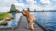happy dog at the pier of dutch city zaanse schans