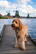 happy dog on the pier with dutch windmills at zaanse schans