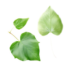 Poplar leaves isolated on clean white backgound