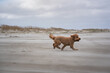 happy dog running on the beach of schiermonnikoog