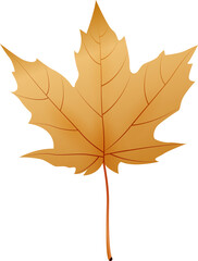 Wall Mural - Beautiful autumn Maple leaf, png file no background