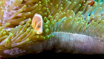 Wall Mural - Clown fish at the anemone.
