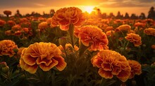 A Field Full Of Yellow And Orange Flowers At Sunset With The Sun In The Background.  Generative Ai