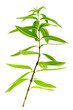 close-up of aromatic lemon verbena,scented herb for aromatic tea herbal medicine on white background