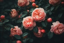 Beautiful Rose Bush On Dark Background. Moody Flowers. Cursed, Magic Flower. Rosa Damascena Or Damask Rose. Romantic Luxury Background. Elegant Love And Passion Concept