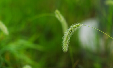 Wall Mural - lush green leaves against a soft-focus background, conveying serenity, growth, and nature's beauty