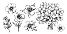 SET Of Violet Flower Sketch Hand Drawn Vector Garden Flowers