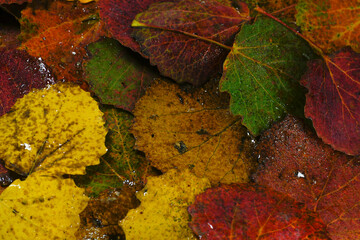 Wall Mural - Autumn colorful aspen leaves.