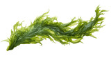 Fototapeta  - seaweed isolated on transparent background cutout 