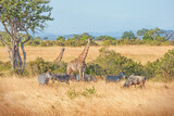 Fototapeta Konie - Wild Giraffes and zebras together