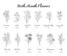 Birth Month Flowers Set Line Art. Outline Birth Month Flowers Isolated On White. Hand Painted Line Art Botanical Illustration. Carnation, Violet, Daffodil, Sweet Pea, Lily Of The Valley, Honeysuckle, 
