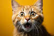 Surprised amazed red cat pet with curious face with open mouth at on yellow background. Close-up website card banner for news concept. Advertising postcards, notebooks.
