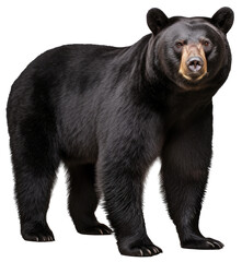 standing black bear isolated on a white background as transparent png