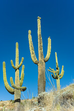 Three Saguaro Cacti Against A Blue Sky On Mount Lemmon,  Tucson, Arizona