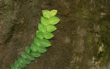 Canvas Print - Rhaphidophora celatocaulis growing climbing on the cement wall.