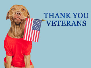 Thank You Veterans. Lovable brown dog, American Flag and congratulatory inscription. Closeup, indoors. Studio shot. Congratulations for family, relatives, loved ones, friends and colleagues