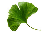 Fototapeta Dmuchawce - fresh leaves of the ginkgo biloba tree as part of natural medicine on white bacground