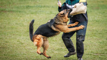 Dog Training Bite And Defense Work. Animal Trainer And German Shepherd Police Or Guard Dog