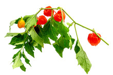 Red Physalis Alkekengi Close-up. Eon Wite Backgroud. Chinese Lantern, Japanese Lantern, Ground Berry. . Medical Plant For Treatment Of Various Diseases.