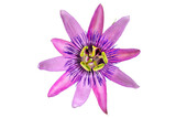 Fototapeta Dmuchawce - Detailed close-up of a passion flower with the botanical name passiflora violacea taken in a studio against white background