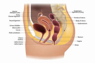 Female reproductive system or urogenital system anatomy. Genitourinary system. Uterine fallopian tube and uterus.