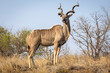 Male Kudu with magnificent horns stands tall near Letaba, Kruger National Park.