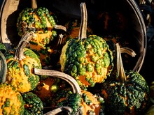 Green And Yellow Warty Pumpkins Spill Out Of A Wooden Bushel, In Close Up. Selective Focus On Middle Pumpkin. Autumn, Fall, Seasonal, Thanksgiving And Harvest Mood.