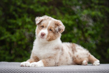 Photo Of Beautiful Laying Brown Red Merle Australian Shepherd Puppy On Green Background
