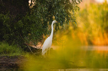 Danube Delta Wild Life Birds A Majestic White Bird Standing Gracefully On A Tranquil Body Of Water With Pelican, Heron And Egret