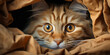 Putzige süße Katzen schaut mit Kopf aus der Decke Nahaufnahme im Querformat für Banner und Kalender, ai generativ